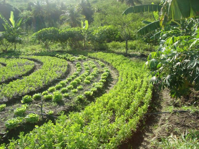 Organizado pela Seagri em parceria com Emater, Senar e Sebrae, o II Encontro de Agrofloresta do DF e Entorno será realizado nesta quinta-feira (7)